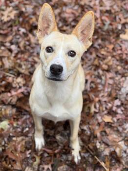 Rescue Mixed Breed Dogs for Adoption in South Kingstown, Rhode Island - Iris | PetCurious