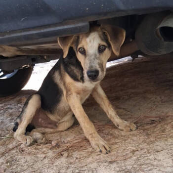 Rescue Australian Cattle Dog Blue Heeler Dogs for Adoption in Palestine, Texas - Zyan | PetCurious