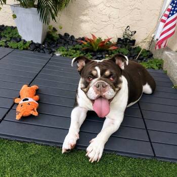 Pebbles -  English Bulldog Dog for Adoption in Turlock, California - Pebbles | PetCurious