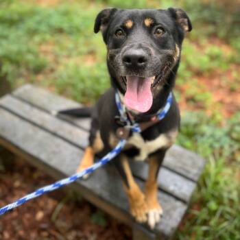 Rescue Mixed Breed Dogs for Adoption in Decatur, Georgia - Yoko | PetCurious