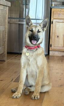 Leilani -  German Shepherd Dog Dog for Adoption in Pleasant Hill, California - Leilani | PetCurious
