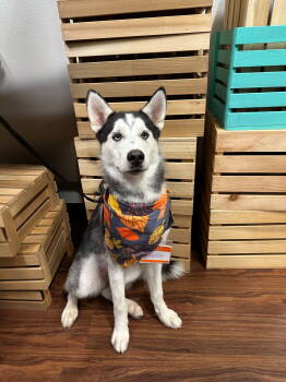 Rescue Siberian Husky Dogs for Adoption in Carrollton, Texas - Everest *Foster Needed* | PetCurious