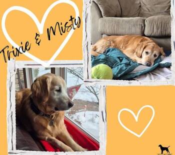 Golden Retriever Dogs Available for Adoption - Trixie & Misty | PetCurious