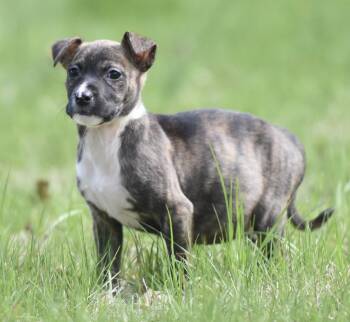 Chihuahua and Terrier Dogs Available for Adoption in Mechanicsburg, Pennsylvania - Brooke | PetCurious