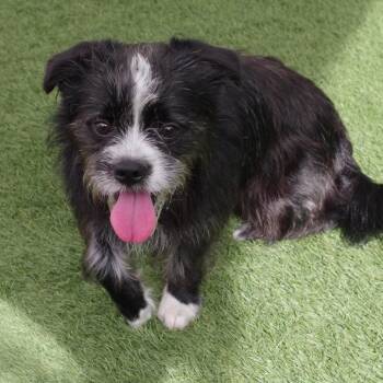 Puppy Tony -  Terrier and Mixed Breed Dog for Adoption in Miami, Florida - Puppy Tony | PetCurious