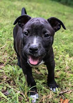 Belle - UP & COMING -  Staffordshire Bull Terrier Dog for Adoption in Maryville, Tennessee - Belle - UP & COMING | PetCurious