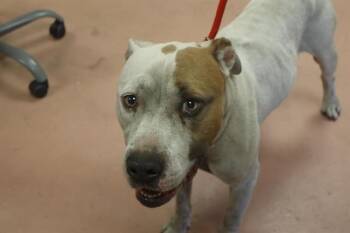 TITAN -  Mixed Breed Dog for Adoption in Columbia, South Carolina - TITAN | PetCurious