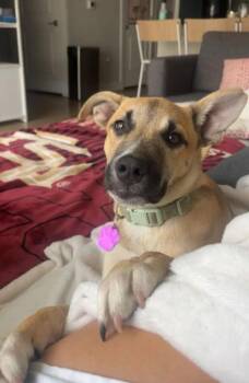 Samson -  Shepherd and Husky Dog for Adoption in Tallahassee, Florida - Samson | PetCurious