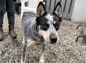 Australian Cattle Dog Blue Heeler Dogs Available for Adoption - Piper A438512 | PetCurious