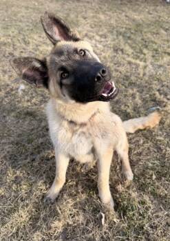 Shepherd Dogs Available for Adoption in Grand Forks, North Dakota - Bandit | PetCurious