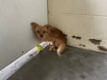 Chihuahua and Terrier Dogs Available for Adoption in Ontario, California - Fluffy | PetCurious