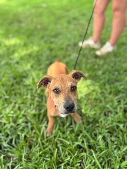 Sanford -  Dachshund and Terrier Dog for Adoption in Aiken, South Carolina - Sanford | PetCurious