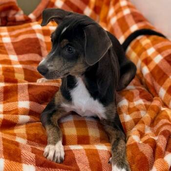 Tia -  Terrier and Mixed Breed Dog for Adoption in Green Bay, Wisconsin - Tia | PetCurious