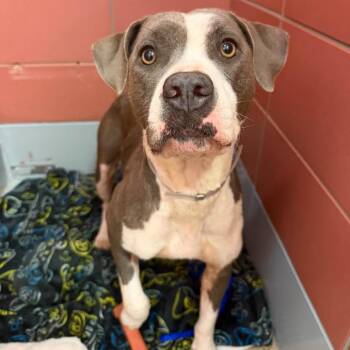 Melanie -  American Staffordshire Terrier Dog for Adoption in Pittsburgh, Pennsylvania - Melanie | PetCurious