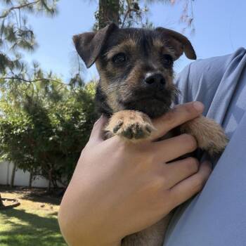 Honey -  Terrier Dog for Adoption in Escondido, California - Honey | PetCurious