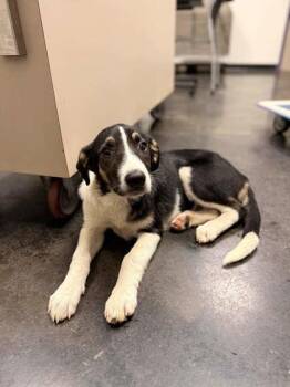 Sonia -  Mixed Breed Dog for Adoption in Memphis, Tennessee - Sonia | PetCurious