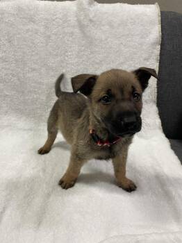 Hallowed Harvest - Cushaw - Located in Florida -  Belgian Shepherd Malinois Dog for Adoption in Imlay City, Michigan - Hallowed Harvest - Cushaw - Located In Florida | PetCurious
