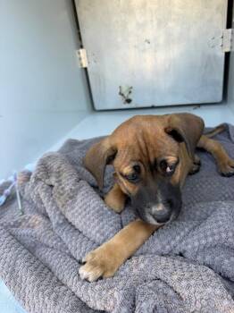 Pen 215 -  Labrador Retriever Dog for Adoption in Lawrenceville, Georgia - Pen 215 | PetCurious