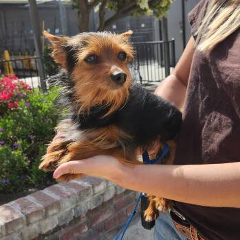 Yorkshire Terrier Dogs Available for Adoption in Lathrop, California - Bruiser | PetCurious