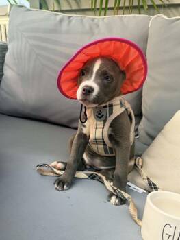 Lilly -  Mixed Breed Dog for Adoption in Madison, Wisconsin - Lilly | PetCurious