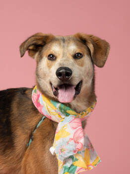 Rescue Retriever and Mixed Breed Dogs for Adoption in Atlanta, Georgia - Howie | PetCurious