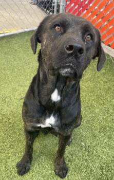 Mesa -  Mixed Breed Dog for Adoption in Fort Worth, Texas - Mesa | PetCurious