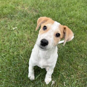 Freddie -  Collie Dog for Adoption in Plainfield, Illinois - Freddie | PetCurious