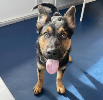 Rescue Shepherd and Husky Dogs for Adoption in Seattle, Washington - Pho | PetCurious