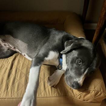 Miss Piggy -  American Staffordshire Terrier Dog for Adoption in Mico, Texas - Miss Piggy | PetCurious