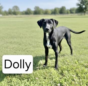 Dolly 1 -  Labrador Retriever Dog for Adoption in Manchester, Connecticut - Dolly 1 | PetCurious