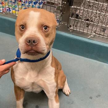 Mixed Breed Dogs Available for Adoption - Soldier | PetCurious