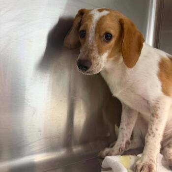 Lucas -  Beagle Dog for Adoption in Blue Ridge, Georgia - Lucas | PetCurious