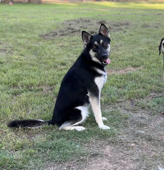 Rescue German Shepherd Dog Dogs for Adoption in Whitewright, Texas - Scout | PetCurious
