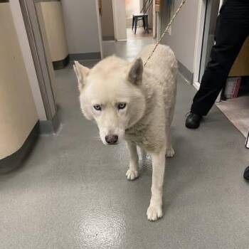 Husky Dogs Available for Adoption in Westminster, California - Iceman | PetCurious