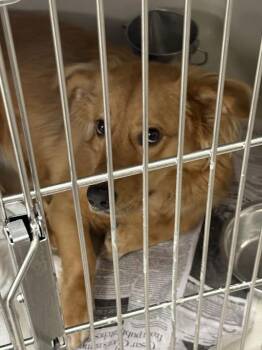 Golden Retriever and Mixed Breed Dogs Available for Adoption - JUANITA | PetCurious