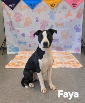 Pit Bull Terrier Dogs Available for Adoption - Faya Yrly 42 | PetCurious