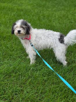 Blue & Gray (BONDED PAIR) -  Poodle and Mixed Breed Dog for Adoption in Orland Park, Illinois - Blue & Gray (BONDED PAIR) | PetCurious