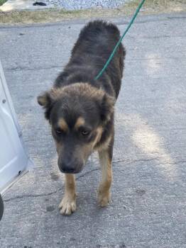 TEDDY -  Mixed Breed Dog for Adoption in Dallas, Texas - TEDDY | PetCurious
