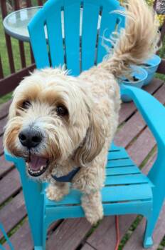 Poodle and Bernese Mountain Dog Dogs Available for Adoption in Pacolet, South Carolina - Lucy Mar 26 | PetCurious