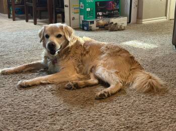 Loghan -  Golden Retriever Dog for Adoption in Kiowa, Oklahoma - Loghan | PetCurious