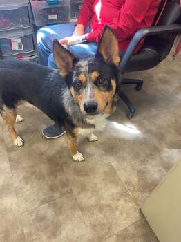 Cattle Dog Dogs Available for Adoption - Champ | PetCurious