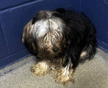 Ross 7 months -  Maltese Dog for Adoption in Sterling, Massachusetts - Ross 7 Months | PetCurious