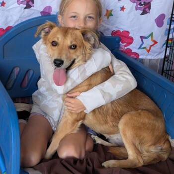 Gracelynn -  Mixed Breed Dog for Adoption in Tomah, Wisconsin - Gracelynn | PetCurious