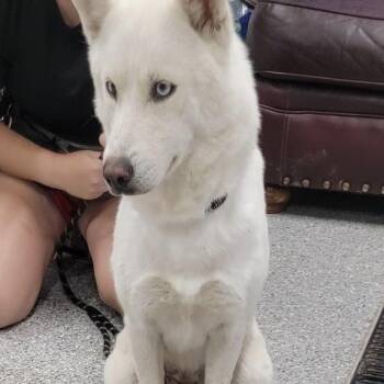 Icelyn -  Husky and Mixed Breed Dog for Adoption in Spring Hill, Kansas - Icelyn | PetCurious