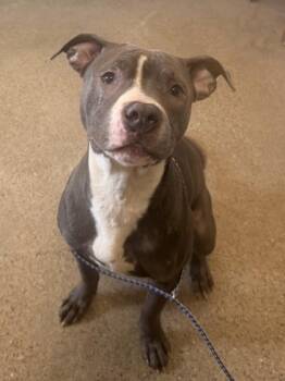 Klokers -  Pit Bull Terrier Dog for Adoption in Cleveland, Ohio - Klokers | PetCurious