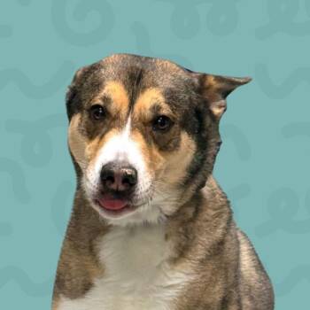 Alaskan Malamute and Chow Chow Dogs Available for Adoption - Leia | PetCurious