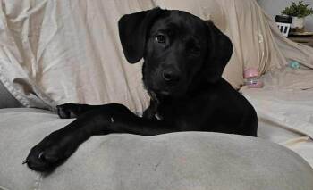 Black Labrador Retriever Dogs Available for Adoption - Pixel | PetCurious