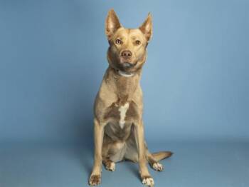 BEAT -  Siberian Husky Dog for Adoption in Phoenix, Arizona - BEAT | PetCurious