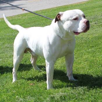 American Bulldog Dogs Available for Adoption in Heath, Ohio - Samson (11761) | PetCurious