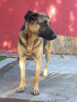 Rescue German Shepherd Dog and Shepherd Dogs for Adoption in San Diego, California - Axel | PetCurious